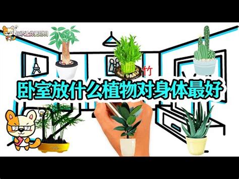 房間可以放花嗎|房間為什麼不能放花？